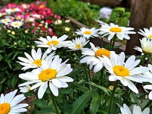 White and yellow daisy in a raised flower planter