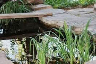 Koi pond and walk bridge over the pond with cattails growing in the pond