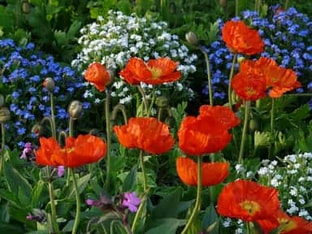 Photo of a red poppy flowers in front of white and blue flowers